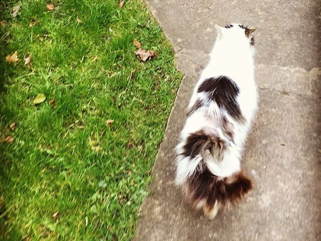 Fluffy walking